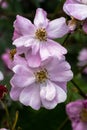 Ã¢â¬ËLavender DreamÃ¢â¬â¢ Shrub Rose Royalty Free Stock Photo